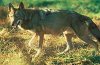 250px-Redwolf.jpg