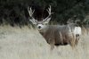 gl-DSC_0960%20Mule%20deer%20Kingsbury.jpg
