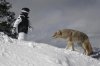Coyote_Snowboarder_Confrontation.jpg