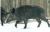 boar1.jpg
