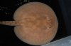 Stingray Pictures 148.jpg