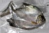 1215-pacu-1_sh01.jpg