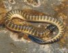 sea snake japan.jpg