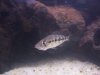 My tank 026.jpg