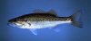 spottedbass.jpg