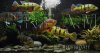 cichla509.JPG