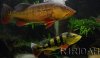 cichla503.JPG