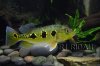 cichla507.JPG