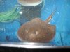 MOTORO RAYS27 001.JPG
