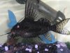 catfish 040.jpg