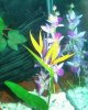 oscarplants.jpg oscarplants.jpg