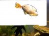 fire beathing O.jpg