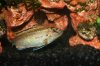 DogSittingAndFish 068.JPG