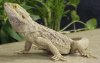 bearded_dragon.jpg