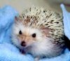 hedgehog-0002.jpg