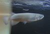 DSCF4423-use-2.jpg