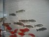 08052008 009.jpg