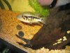 fish 085.jpg