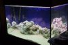 rift lake aquarium 016.jpg