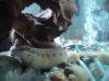 eel 002.jpg