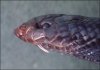 3522_snake13_LG.jpg
