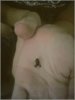 frog_052706_01.jpg