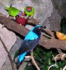 prettybird.jpg prettybird.jpg