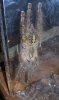 ornamentalspider.jpg ornamentalspider.jpg