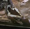 rhinoviper.jpg rhinoviper.jpg