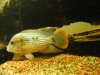 sa fish 095.jpg