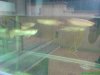 DSC00801.JPG