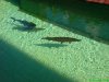 DSC00825.JPG