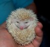 hedgyy1.jpg