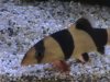 fish 085.jpg