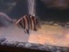 aquarium pics 002.jpg