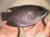 fish 061.jpg