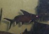 Fish 063.JPG
