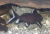 Fish 071.JPG