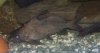 Fish 086.JPG