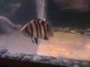 aquarium pics 002.jpg
