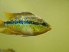 sa fish 086.jpg