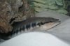 freshwaterfishing.JPG freshwaterfishing.JPG
