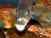 gmfishnut.jpg gmfishnut.jpg