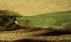 bichir_bichir1_619.JPG
