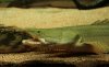 bichir_bichir1_616.JPG