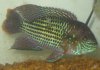 fishies 007.JPG