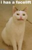 Facelift_Cat.jpg