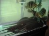 Stingray Birth 01-03-2009 038.jpg