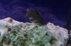 rift lake aquarium 185.jpg