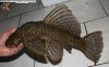 20081216_2156.JPG 20081216_2156.JPG